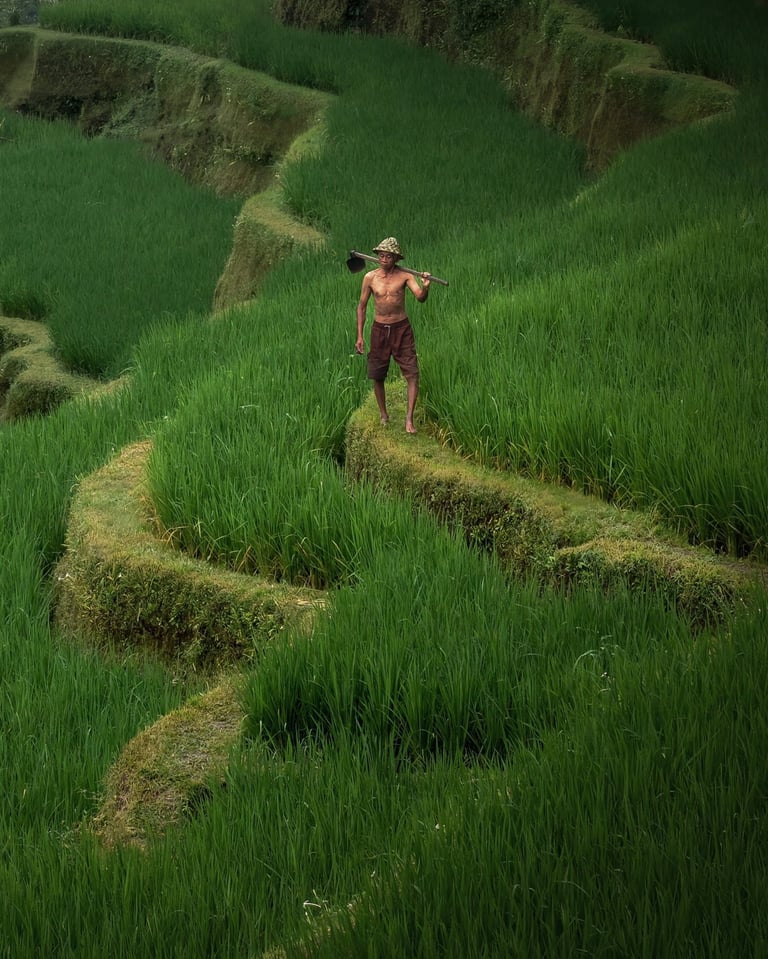 un homme au Lever de soleil sur les rizières en terrasses de Bali — Cyril Mouty photographe de voyage