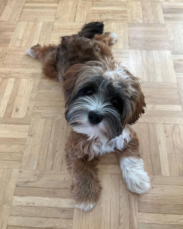 Sonic Lying on the floor