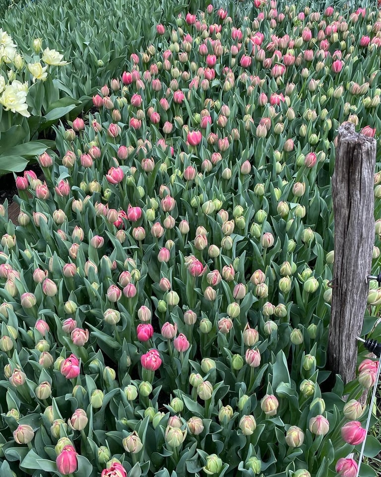 tulipes floriculture ferme florale slowflower fleurs biologiques