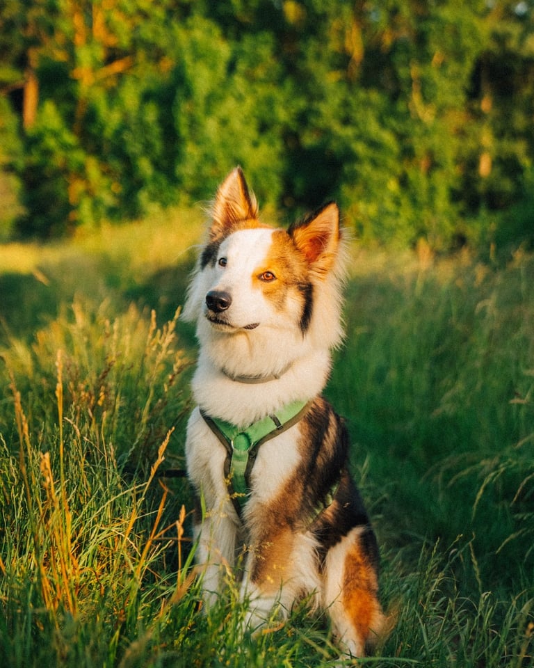 Hund sitzt entspannt im Gras – Startbild der mobilen Hundeschule Takoda
