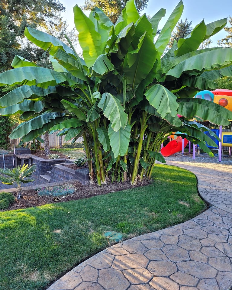 Banana Palms in Landscape Design