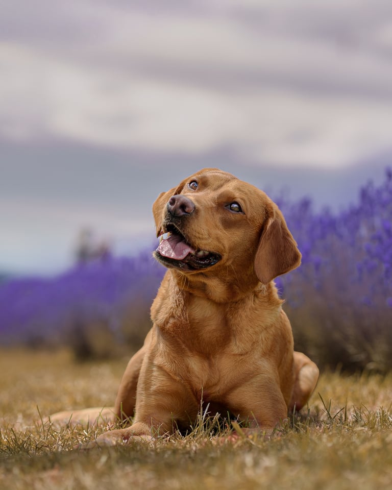 Red Labrador staring up to the sky in a lavender field