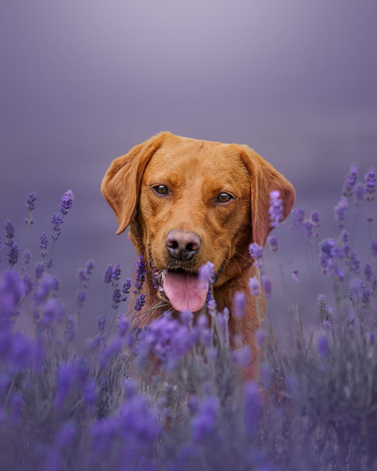 A red Labrador posing in the lavender in yorkshire