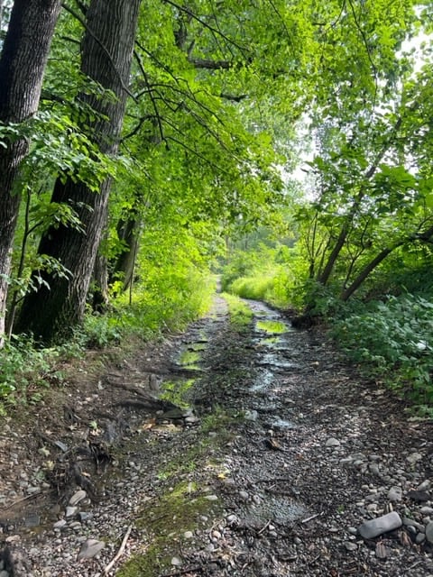 The Road is the Beauty of Nescopeck