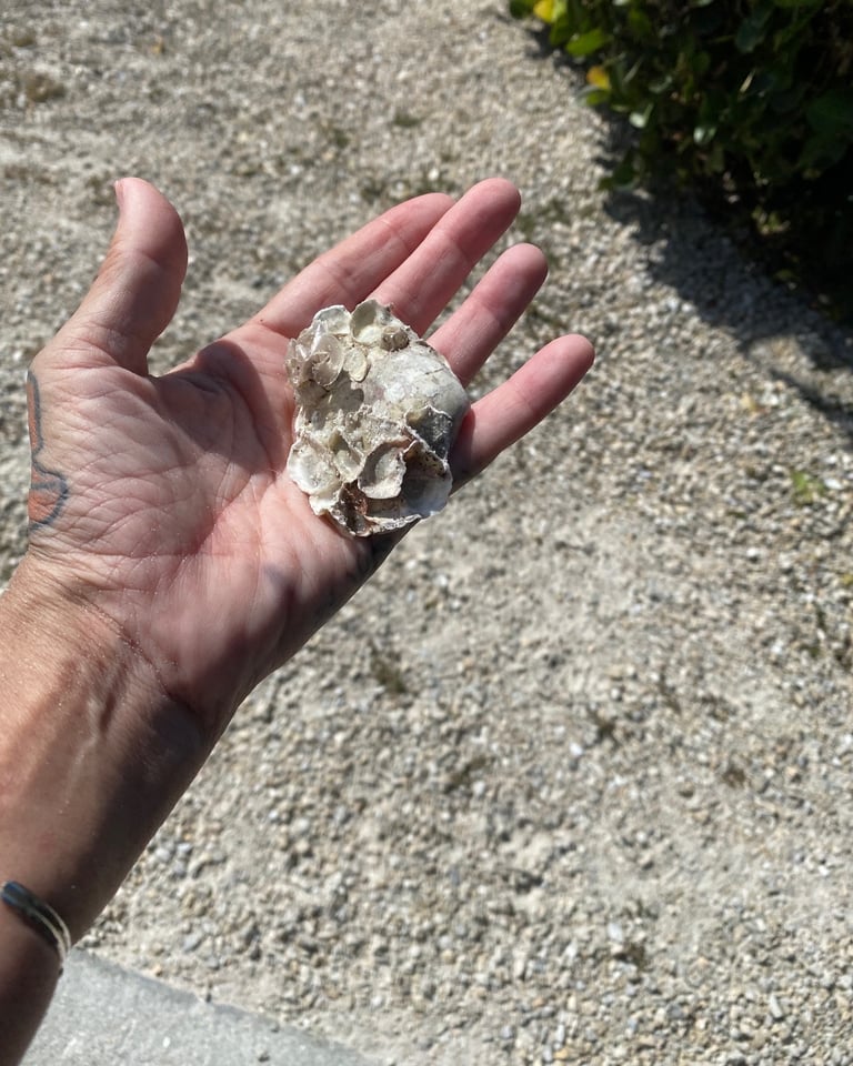 Barnacles on a shell just mean you've grown