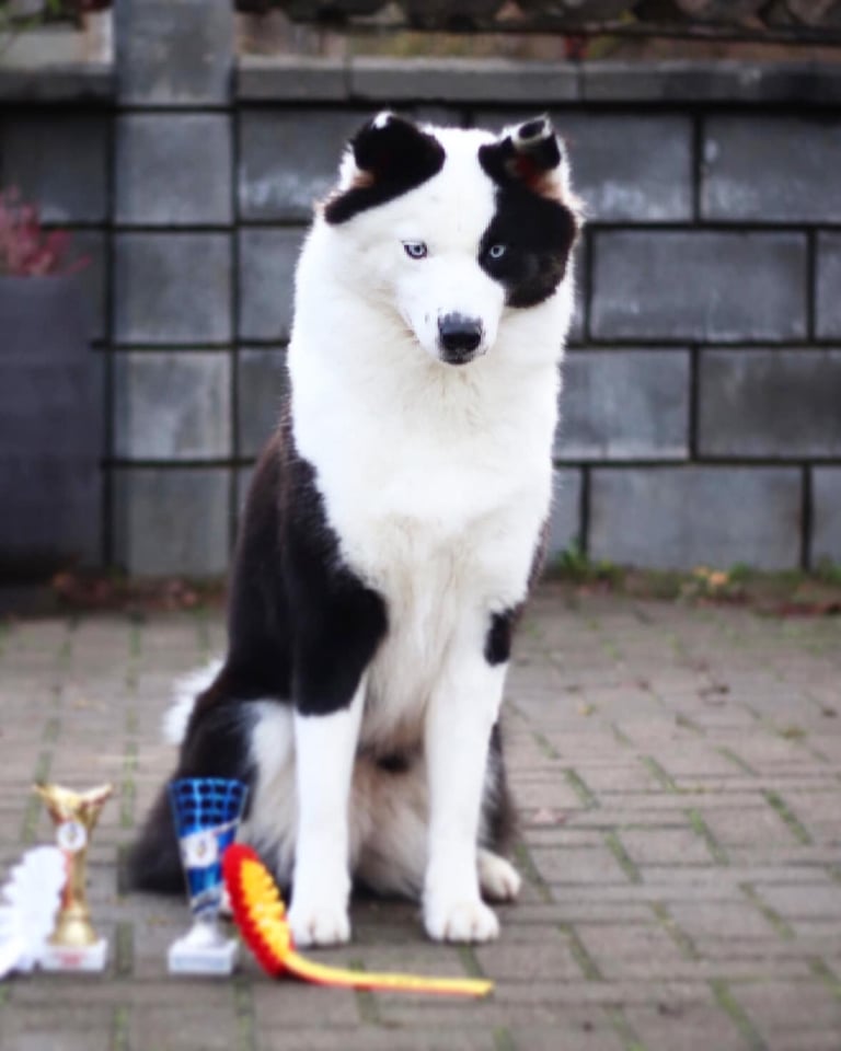 Yakutian laika breeders