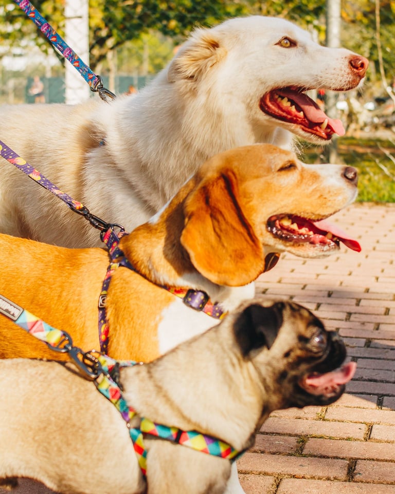 two dogs are walking on a brick walkway