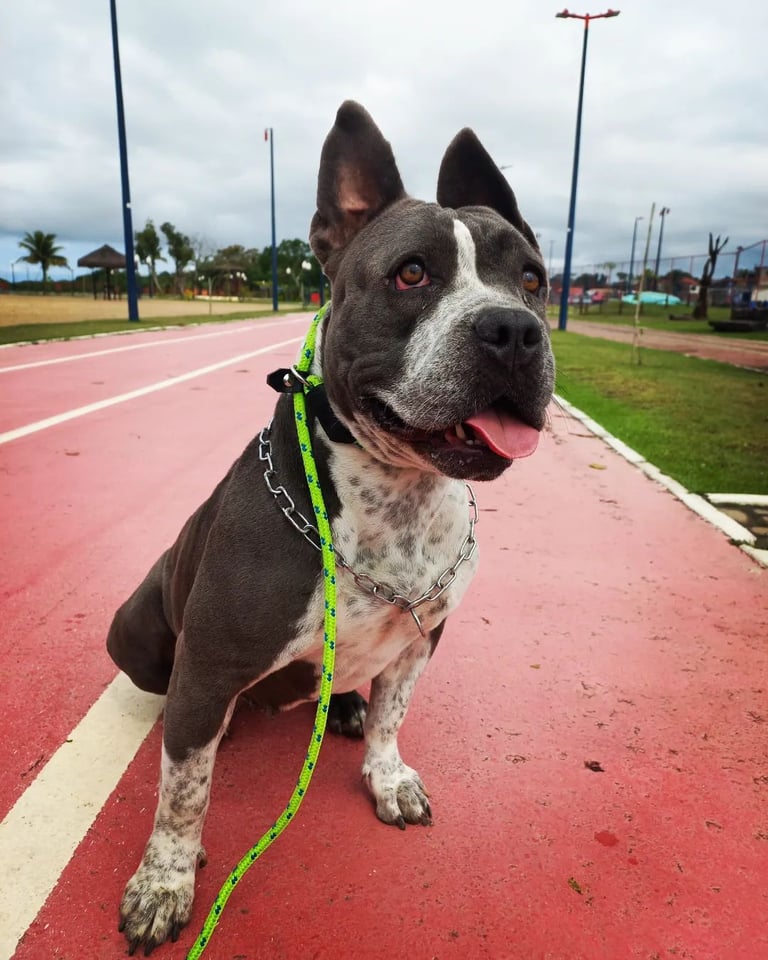 a dog sitting on a leash with a leash attached to a leash
