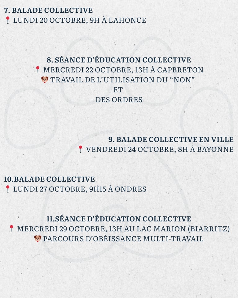 Activité chien