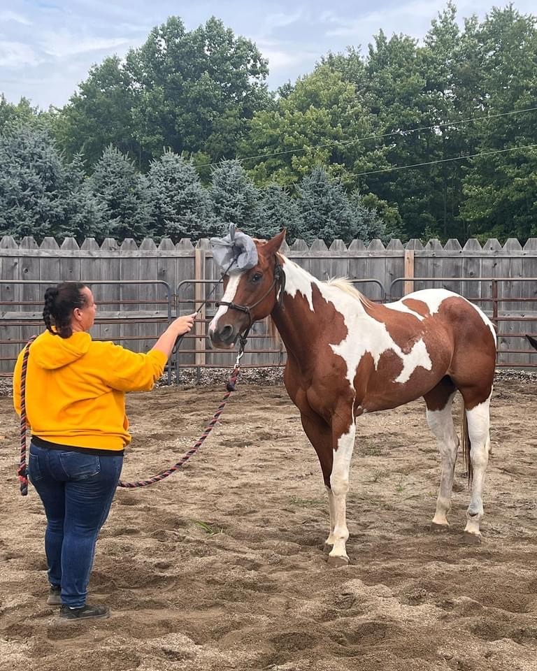 A brown and white paint horse being trained by a woman in a yellow hoodie in a dirt paddock.