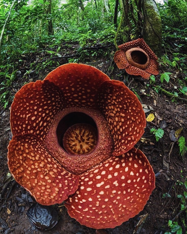 A Sumatra's Giant Flower, Rafflesia Arnoldi