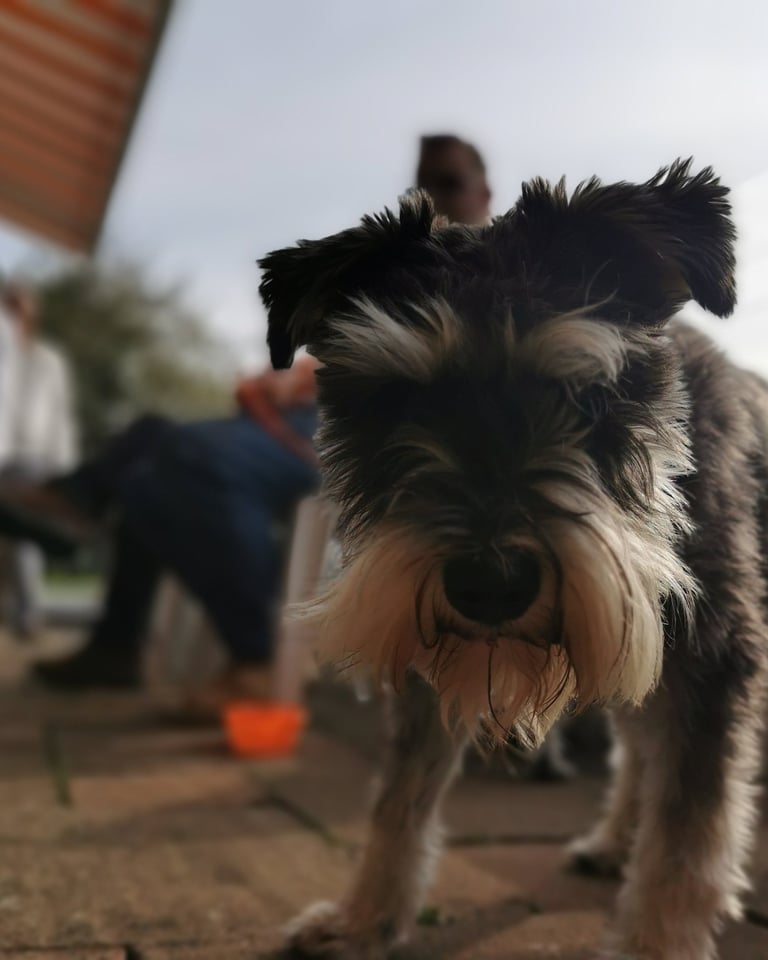 Woof Feedback is important to us