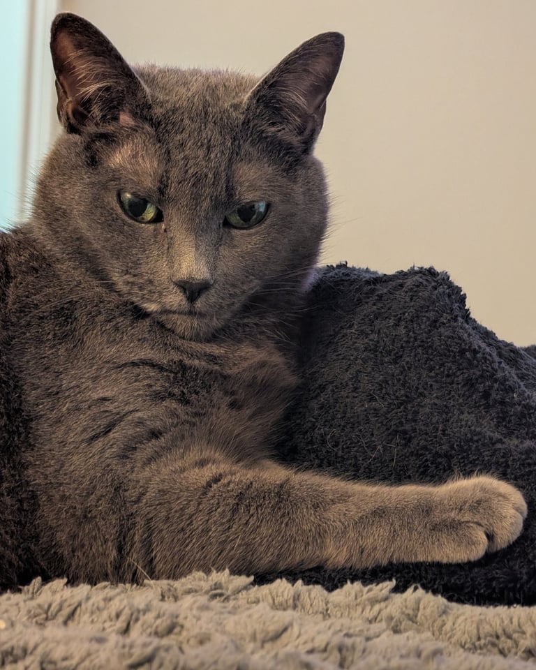 Greg Rowland's Cat - Big Bit