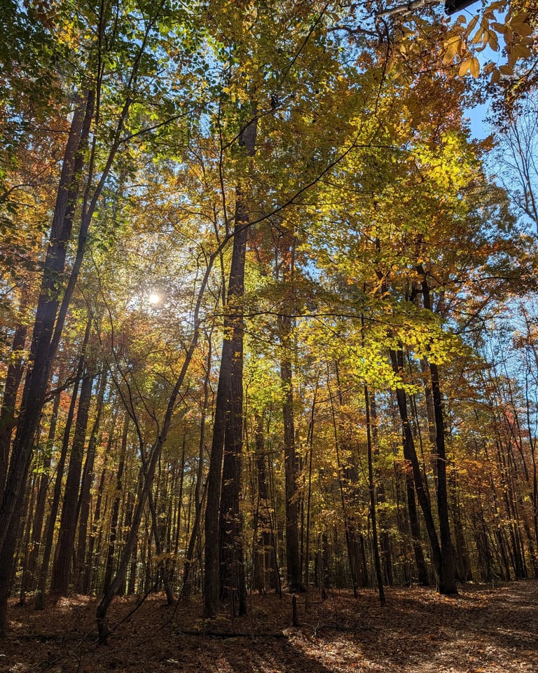 Carolina North Forest Chapel Hill Norh Carolina