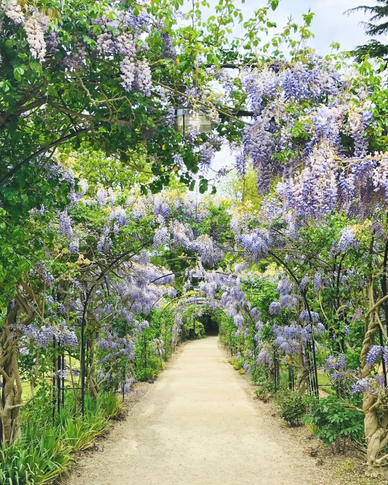 A long garden path tunnel featuring blooming purple wisteria flowers hanging from a green trellis archway.
