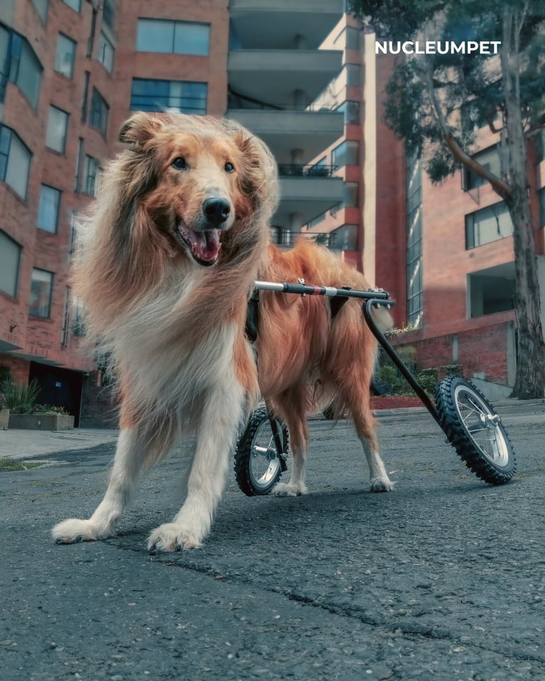 Silla de ruedas para perros fabricada por Nucleumpet en Colombia, ideal para mejorar la movilidad de