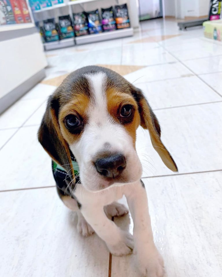 Beagle-Welpe stehend
