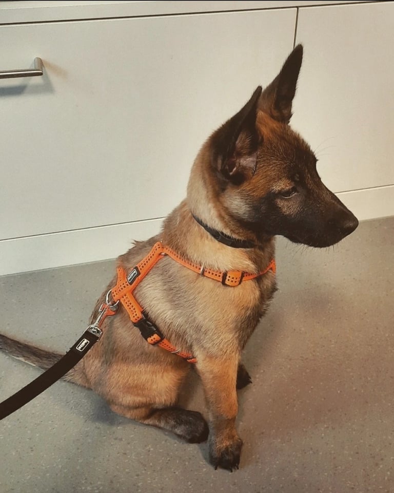 belgischer malinois welpen