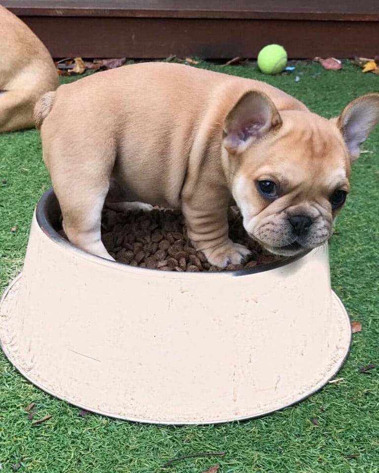 "französisch bulldoggen