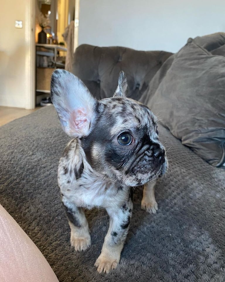 "französisch bulldoggen