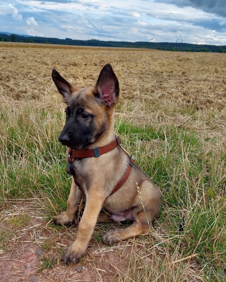 belgischer malinois welpen