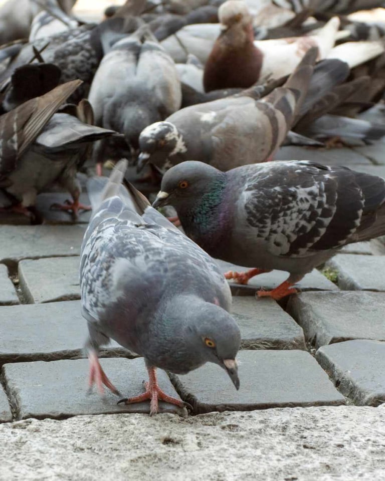 Pigeons en plein centre-ville de commune