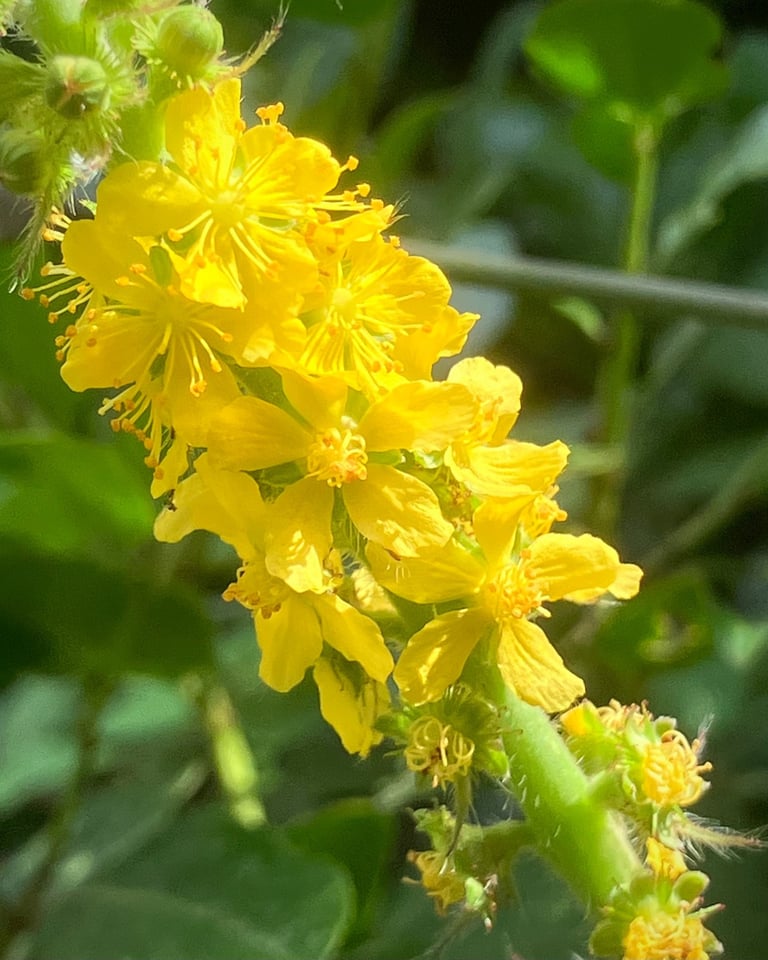 Terapia Holistica, Esencias Florales, Holistic therapy, Flower essence