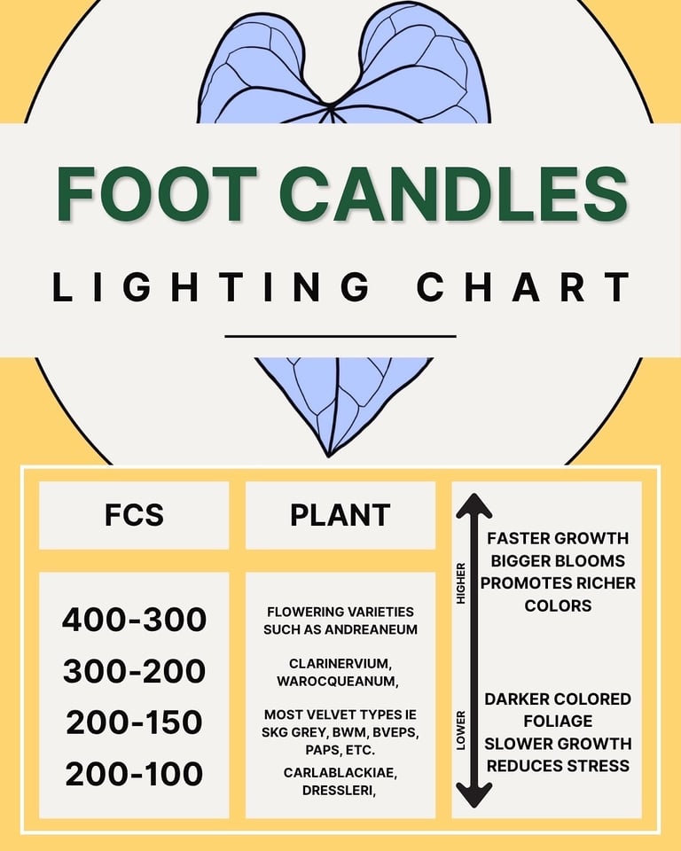 A lighting chart showing recommended foot-candle ranges for different types of anthurium, from low light for velvety leaves t