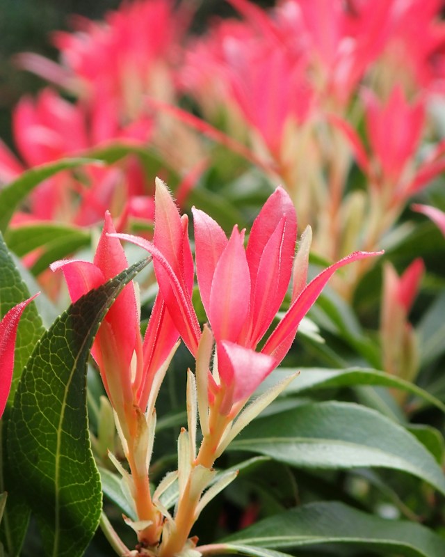 a Pieris bush with red new growth for shade