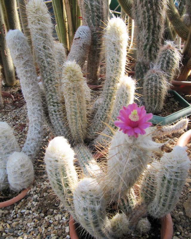 Old Man of the Andes cacti with white thorns