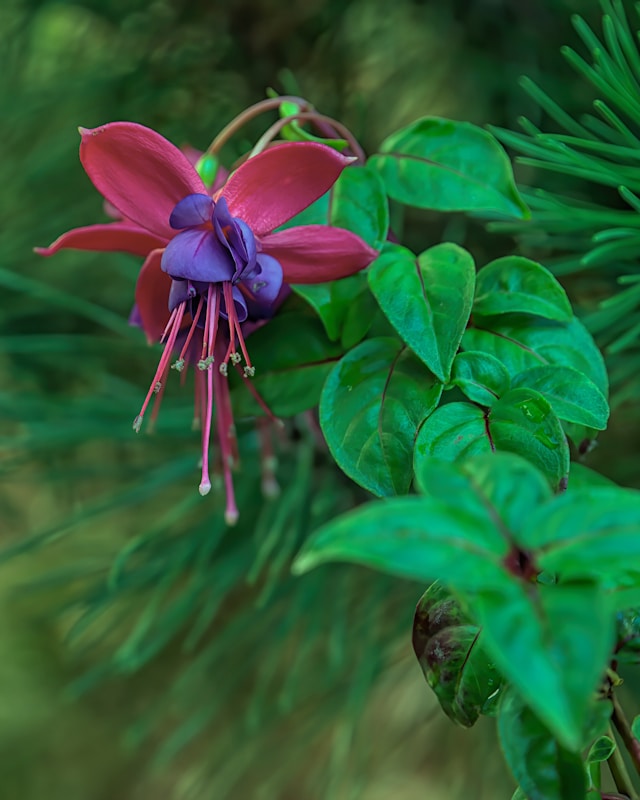 one flowering Upright Fuchsia thriller plant