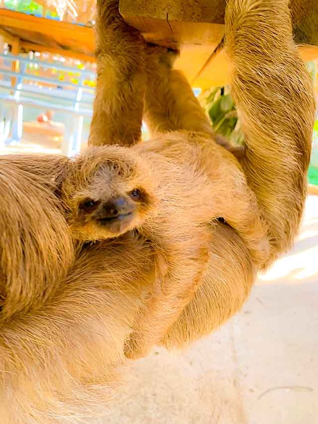 Sloths Park  Roatan