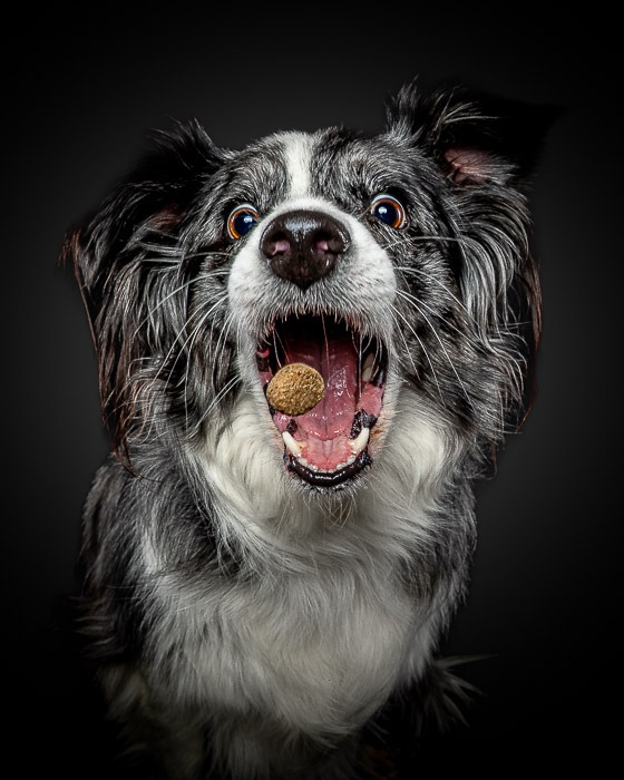 daniel berg photographe, chiens attrapant des friandises, friandogs, Friandog's, dogs catching treats, photographe dijon