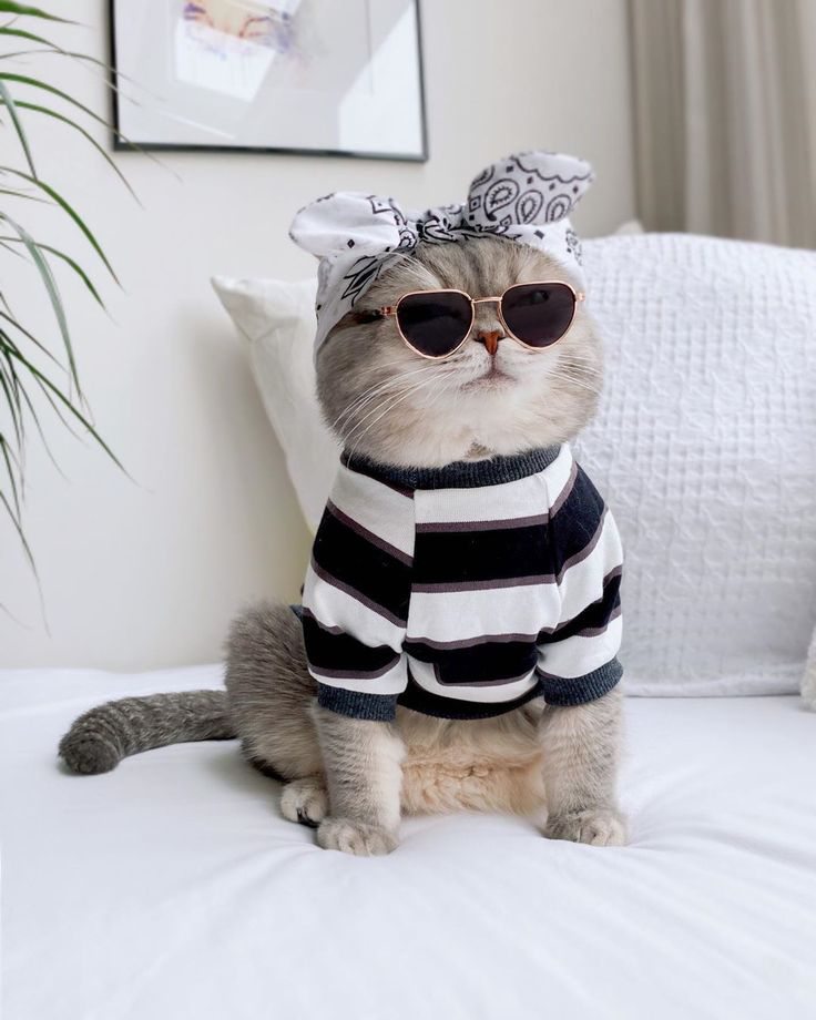 Adorable gato atigrado gris con gafas en forma de corazón, una camisa a rayas y una diadema bandana