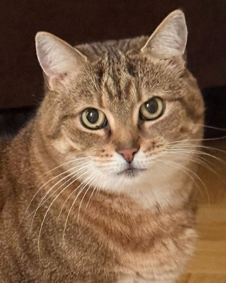 Photograph portrait of a tabby cat with green eyes