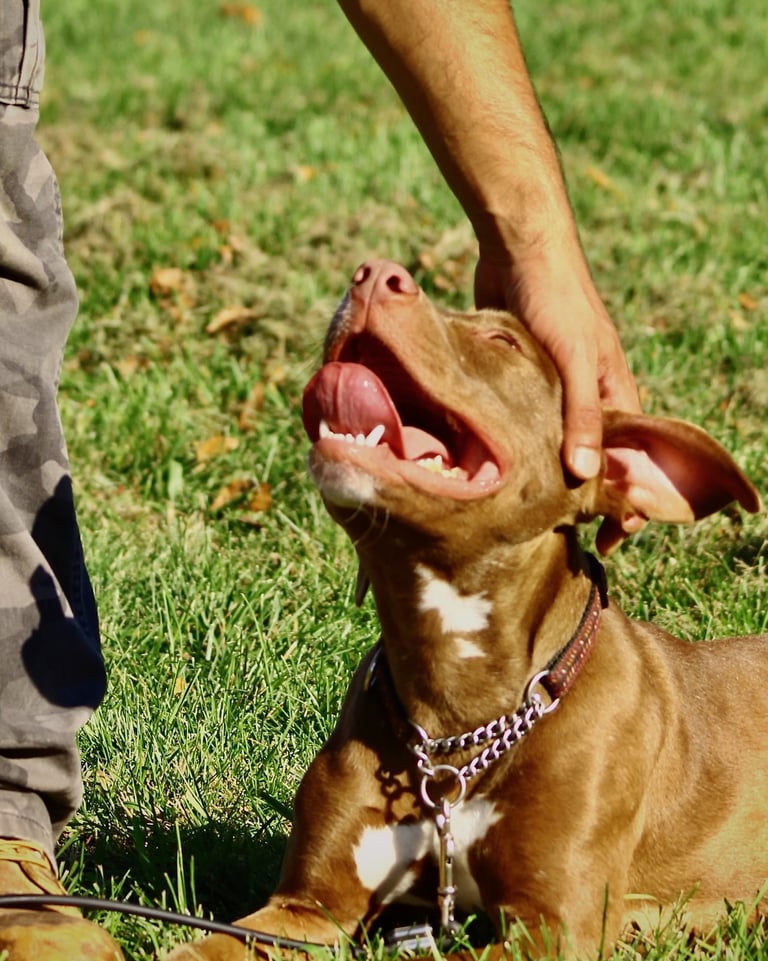 Pit bull relaxing on grass while a handler gently pets during boarding at Dynamic K9 in Tampa, FL.