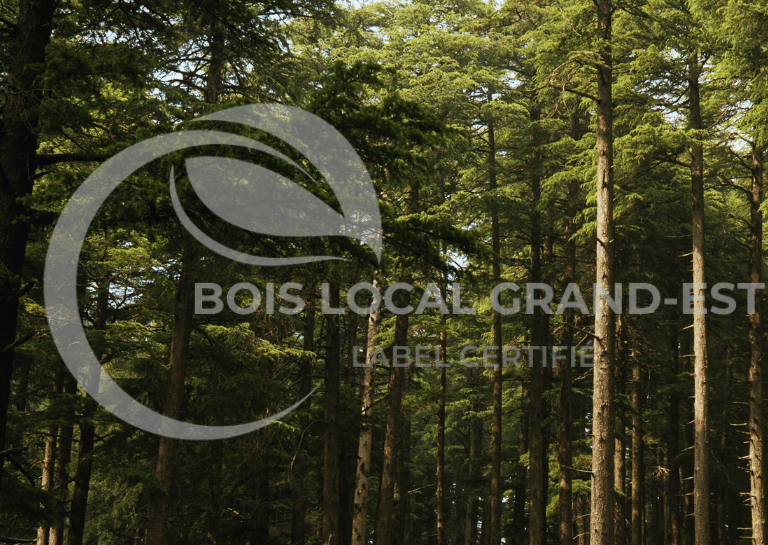 une scène de forêt