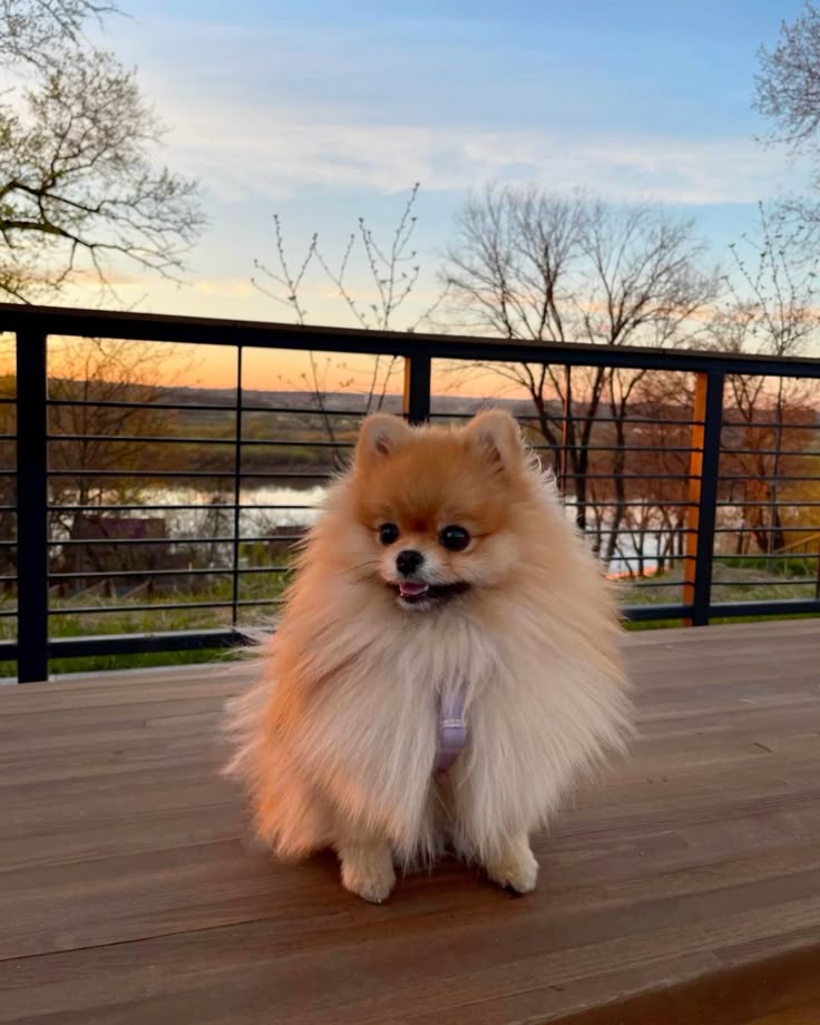 pomerania en buenos aires