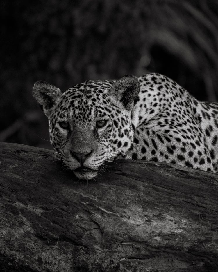 a leopard resting on a log log in the wild