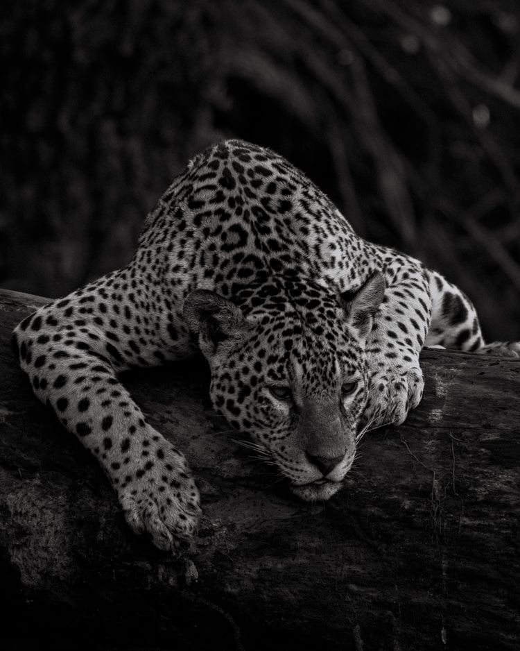 a leopard laying on a log log in the woods