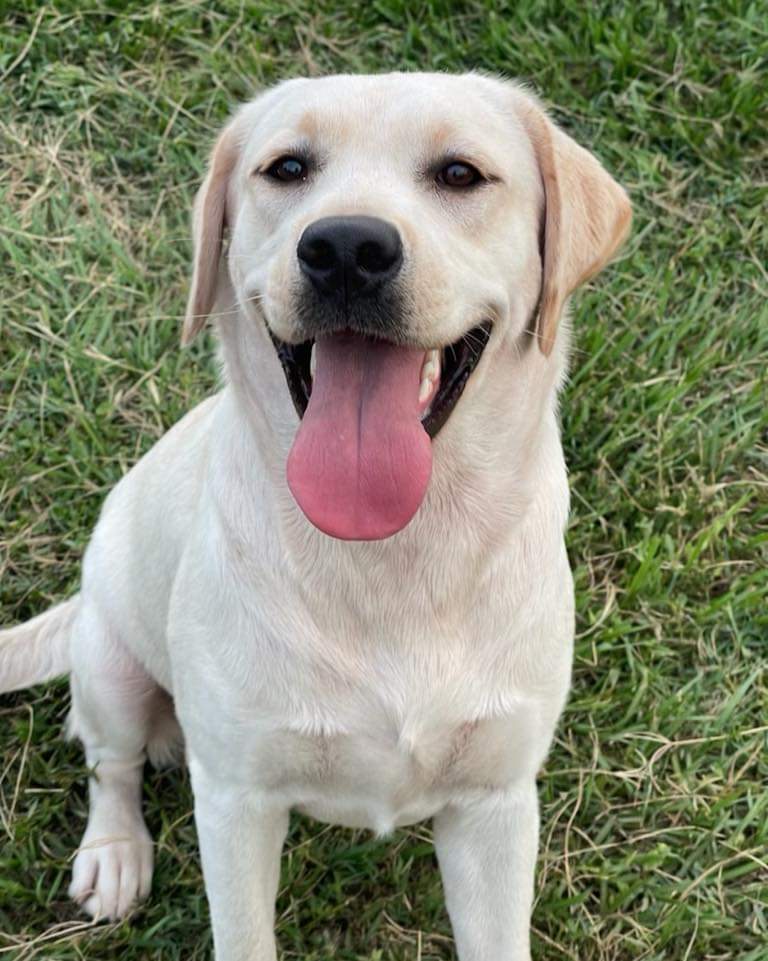 Loni my labrador