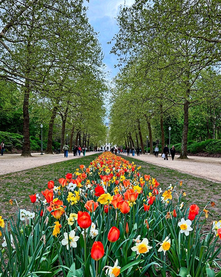 Les tulipes du Parc Royal