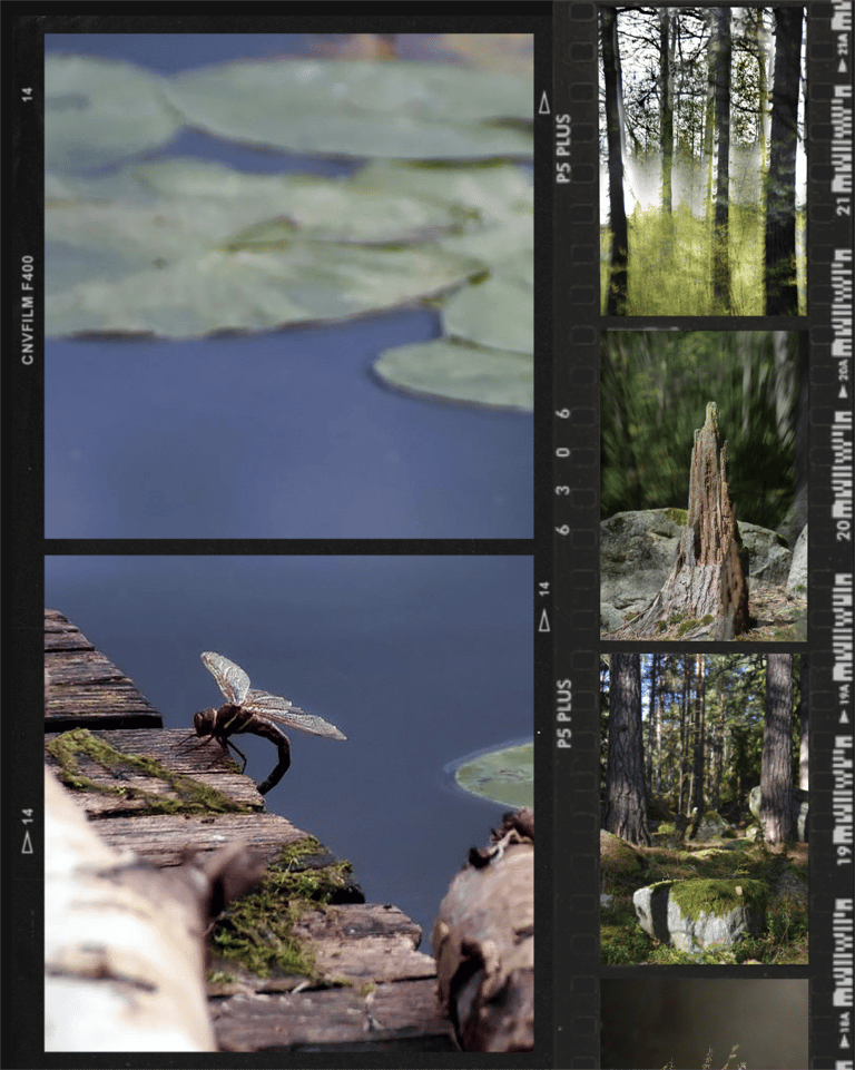 Photo collage of nature photography.