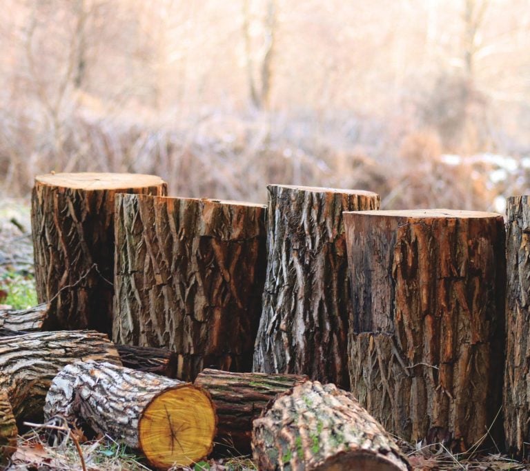 un tas de bûches posées