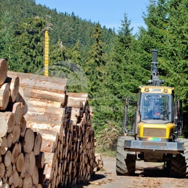 un tracteur chargeur roule sur un chemin de terre à côté de tronc d'arbre d'écoupé