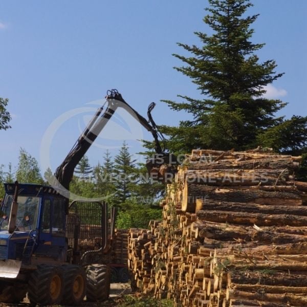 un tracteur chargeur chargeant des gros tronc d'arbre sur un tas d'arbre coupé