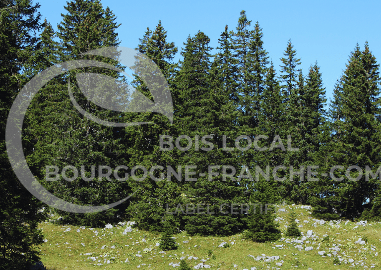 un groupe d'arbres dans un champ avec un ciel bleu en arrière-plan