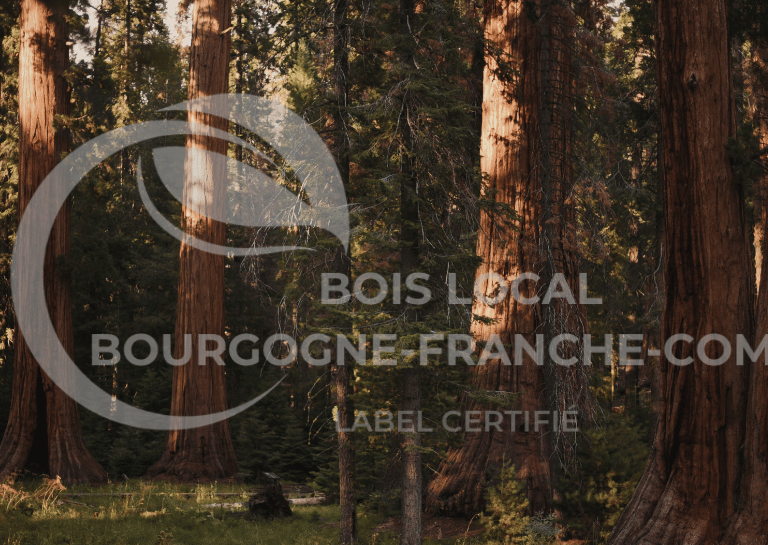 une forêt assez sombre rempli d'arbre grand et vert