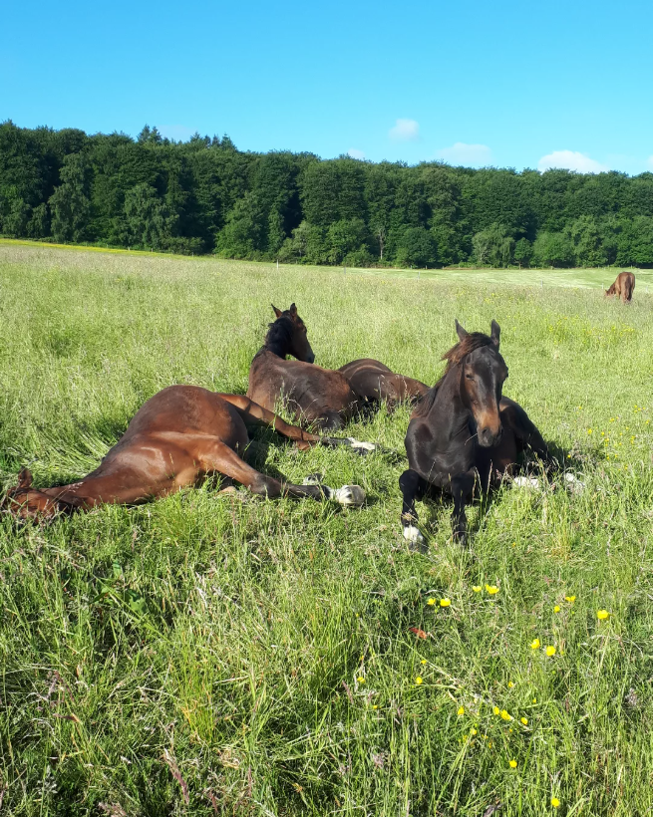 Nos chevaux pensionnaires du Manoir de Follemprise