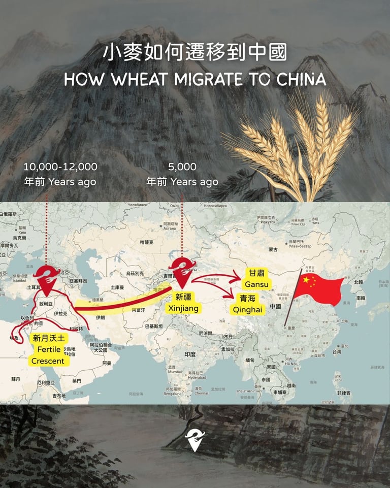 how wheat migrated to china
